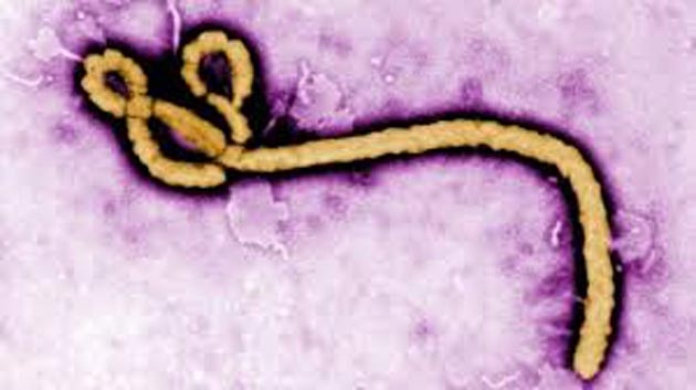 L'ebola contagia anche il web