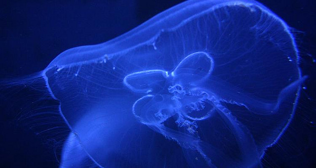 Tentacoli da medusa per catturare le cellule tumorali